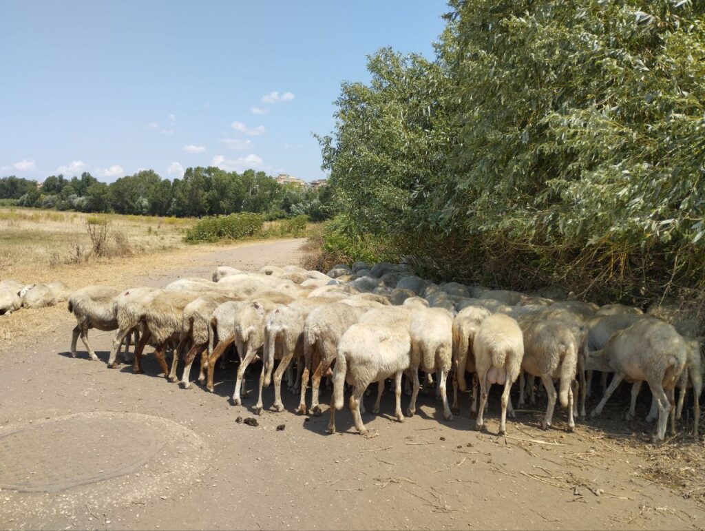 caffarella-sheep-0-via-appia-guide