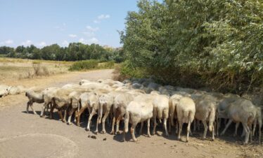 caffarella-sheep-0-via-appia-guide