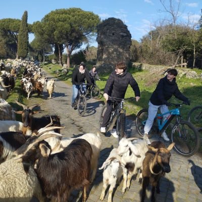 via-appia-guide-goats